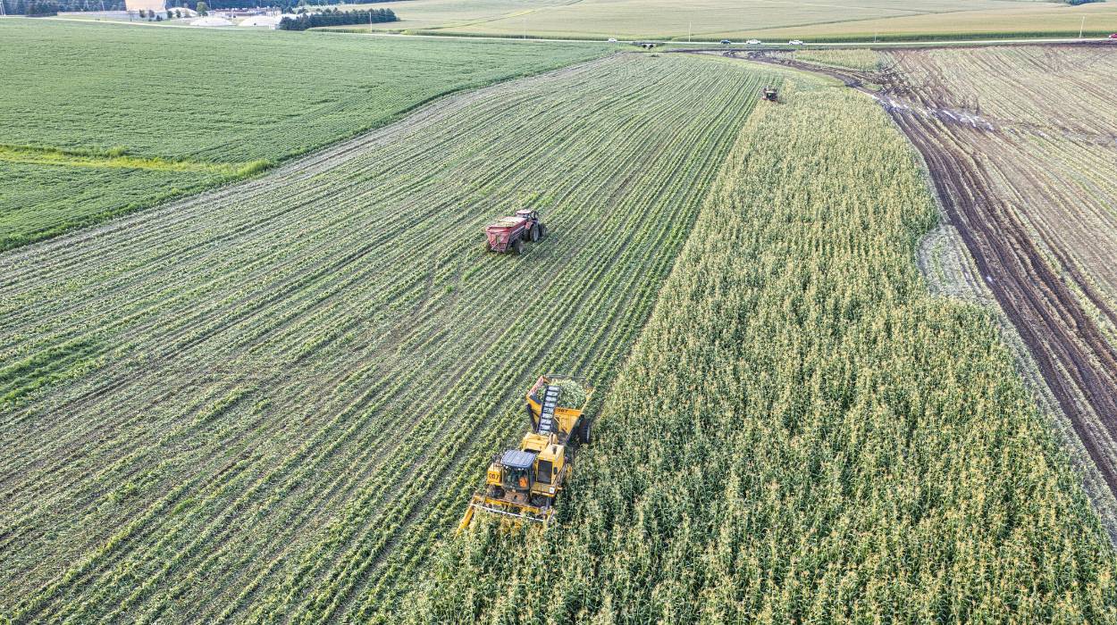 ochrona kukurydzy z Innvigo