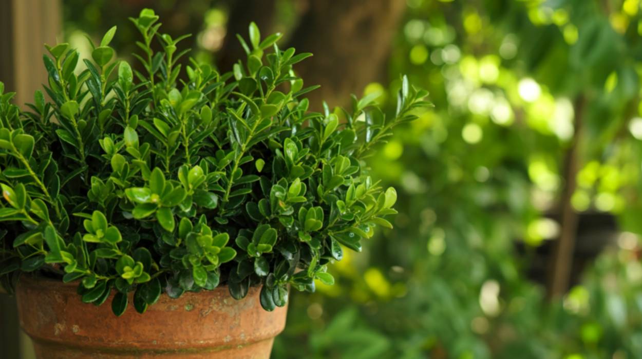 bukszpan w donicy jako drzewo całoroczne