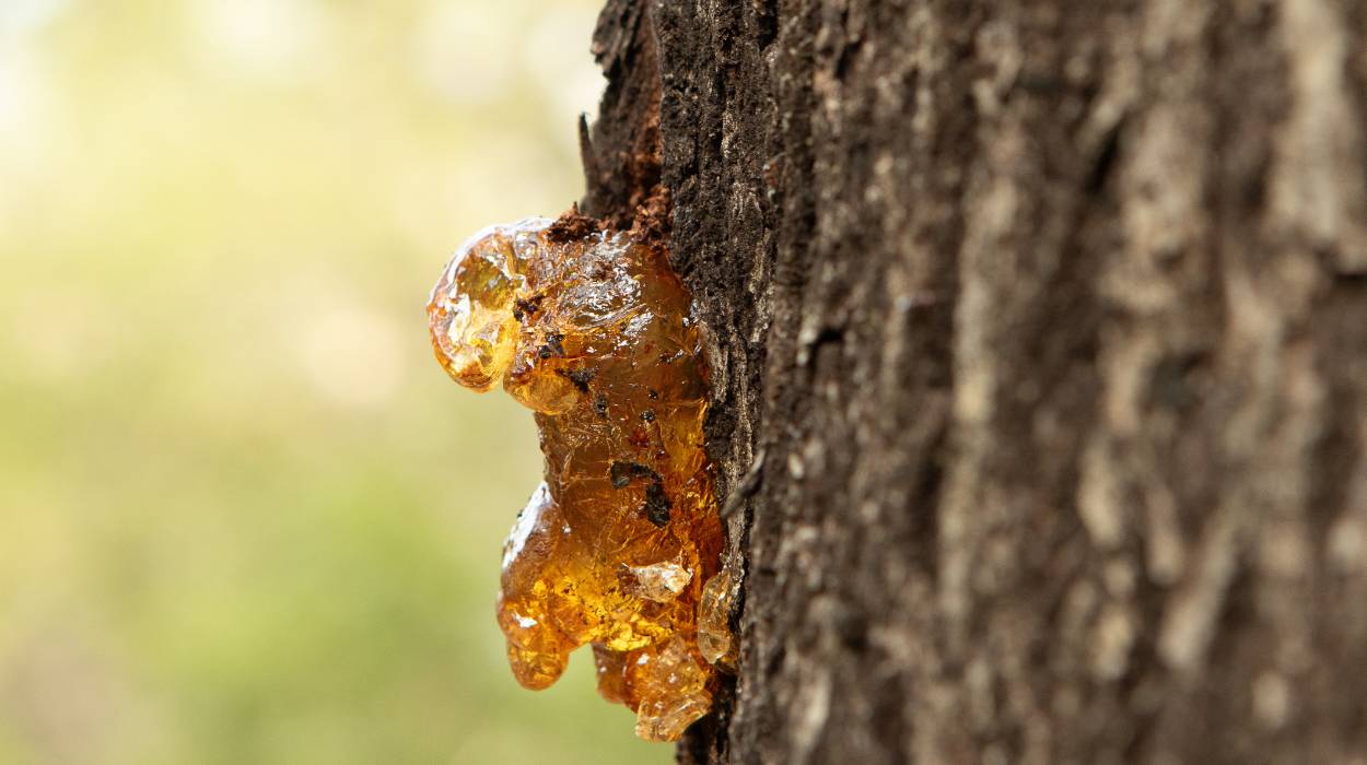 żywica z drzewa