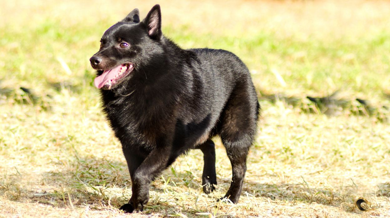 pies bez ogona - schipperke