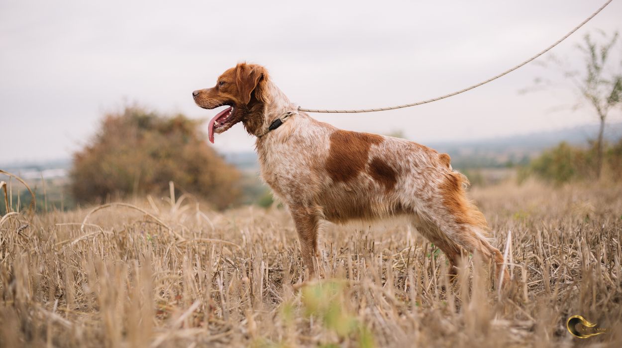 Spaniel bretoński
