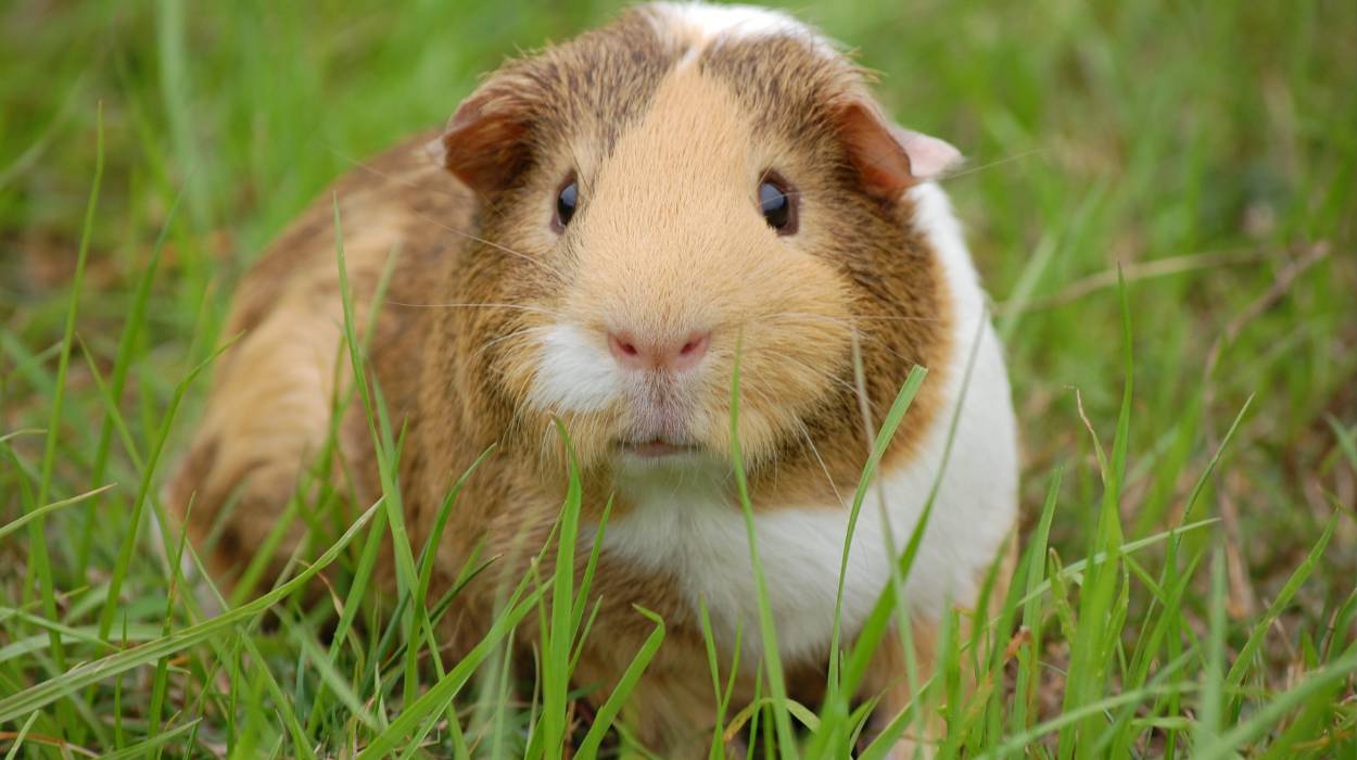 Gdzie jedzą świnki morskie